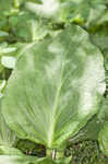 Skunk cabbage